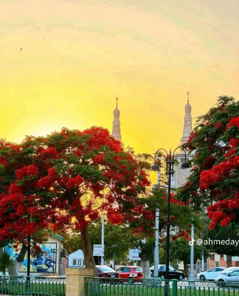 غلاف رواية أنا و الكارثه اللي هو اسمها يوم عادي